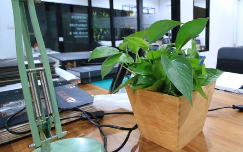 cây để bàn văn phòng